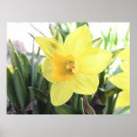 A Cheerful Yellow Daffodil Posters