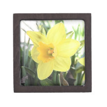 A Cheerful Yellow Daffodil Premium Keepsake Boxes