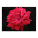 A Classic Red Rose cards