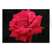 A Classic Red Rose cards by charlesblack7 A Classic Red Rose cards