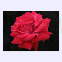 A Classic Red Rose cards