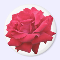 A Classic Red Rose magnets