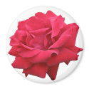 A Classic Red Rose magnets