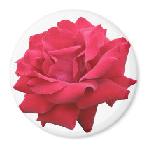A Classic Red Rose magnets by charlesblack7 A Classic Red Rose magnets