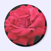 A Classic Red Rose magnets