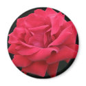 A Classic Red Rose magnets