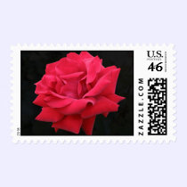 A Classic Red Rose postage