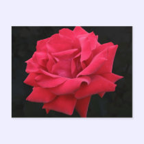 A Classic Red Rose postcards
