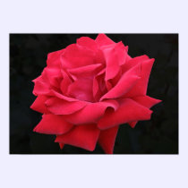 A Classic Red Rose posters