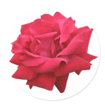 A Classic Red Rose stickers by charlesblack7 A Classic Red Rose stickers
