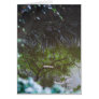 A Clear Reflection Cards