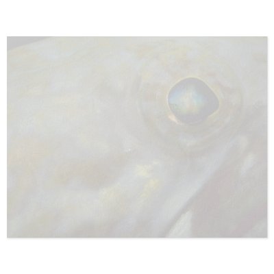 A close look at the eye of a Caribbean sand diver Custom Letterhead by inspirelove
