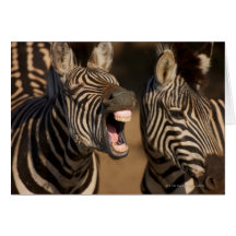 A close-up of a Zebra showing its teeth, Greeting Card