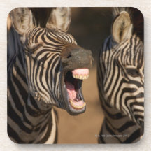 A close-up of a Zebra showing its teeth, Drink Coaster