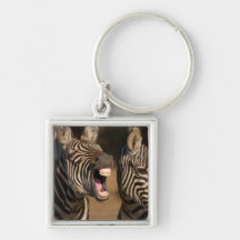 A close-up of a Zebra showing its teeth, Key Chains