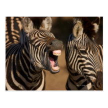 A close-up of a Zebra showing its teeth, Post Card