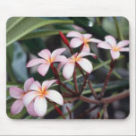 A close-up of frangipani flowers. mousepads