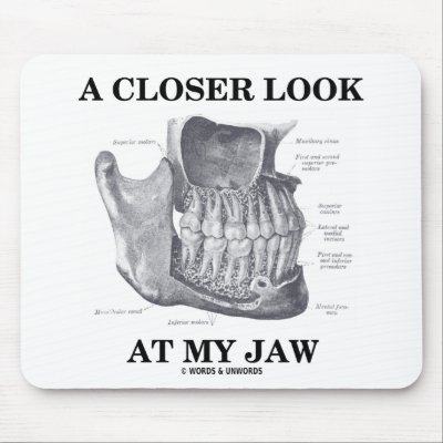 bones in jaw