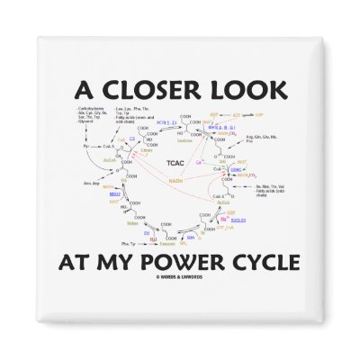 3400 Sfi Engine Diagram. more Krebs Cycle A Level.