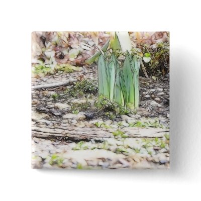 A Cluster Of Daffodil Sprouts Pins by Pretty_World
