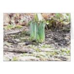 A Cluster Of Daffodil Sprouts Card