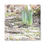 A Cluster Of Daffodil Sprouts Fridge Magnet