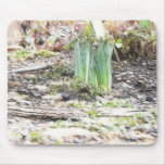 A Cluster Of Daffodil Sprouts Mouse Pad