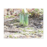 A Cluster Of Daffodil Sprouts Post Card