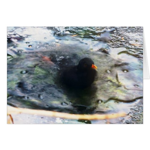A Cold Bath card