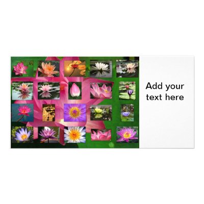 A Collage of Beautiful Water Lily and Lotus Images Picture Card by asiastockimages