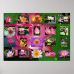 A Collage of Beautiful Water Lily and Lotus Images Posters
