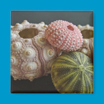 A collection of pretty sea urchins magnets