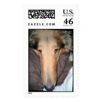 A Collie NOSE Love postage postage