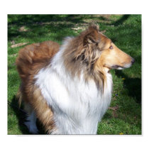 A  COLLIE posters