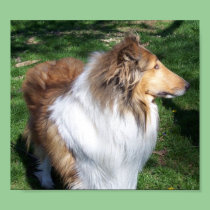 A  COLLIE posters