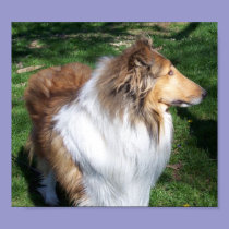 A  COLLIE posters