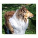 A  COLLIE posters