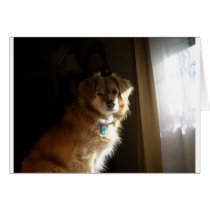 A comfort retriever cards
