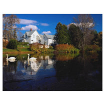 A couple of swans in pond, Ayer's Cliff, Quebec, C Personalized Flyer