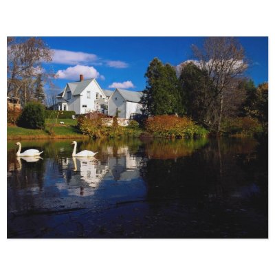 A couple of swans in pond, Ayer's Cliff, Quebec, C Personalized Flyer by beautifulclicks