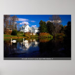 A couple of swans in pond, Ayer's Cliff, Quebec, C Posters