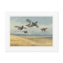 A covey of partridge postcards