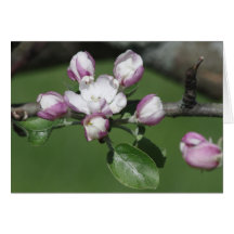 A Crab Apple Blossom Greeting Card