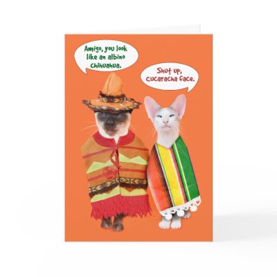 A Cranky Cats' Cinco de Mayo Greeting Card by knichols1109