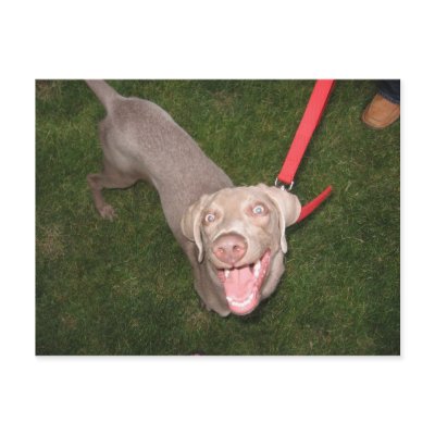 A Crazy Dog Named Scout Post Card by mdowhower
