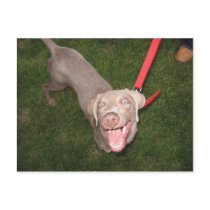 A Crazy Dog Named Scout postcards