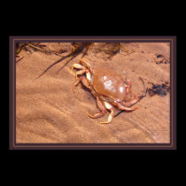 A Crusty Shore posters by marlodianne A Crusty Shore posters