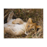 A Cub's Siesta Postcards