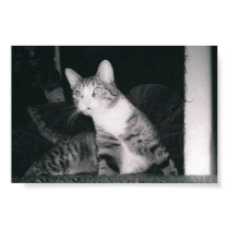 A Curious cat posters