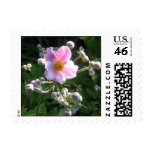 A Custom Postage Stamp - Fall Blooming Anemone